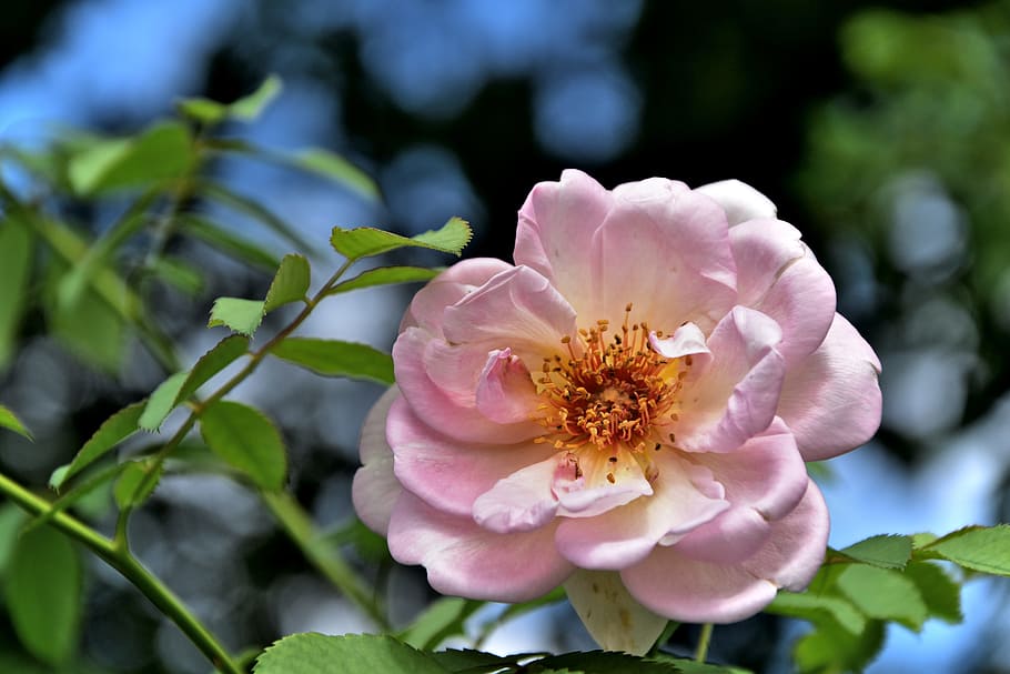 shallow focus photography of pink flowers, rose, plant, nature