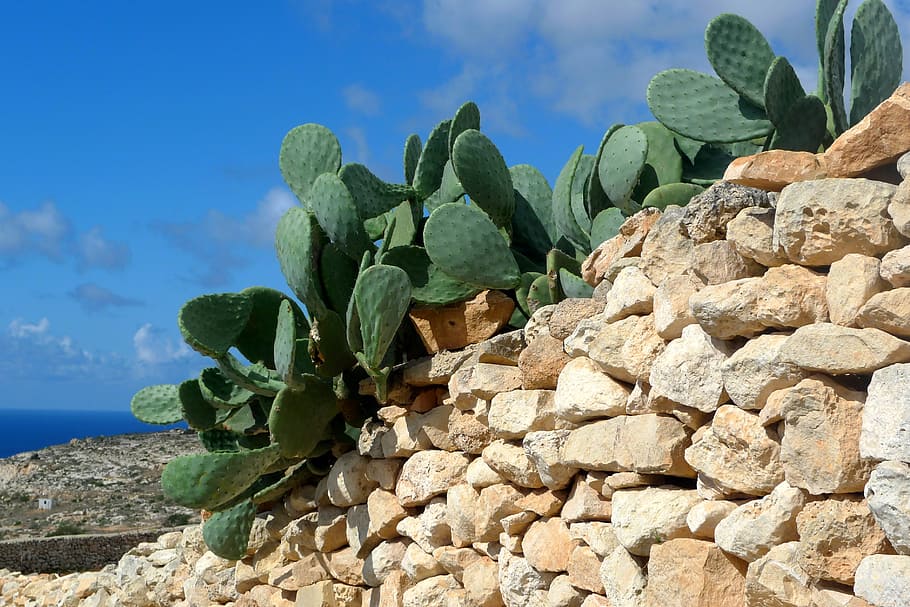 cactus, plant, fruit, green, rock, nature, sky, growth, beauty in nature HD wallpaper