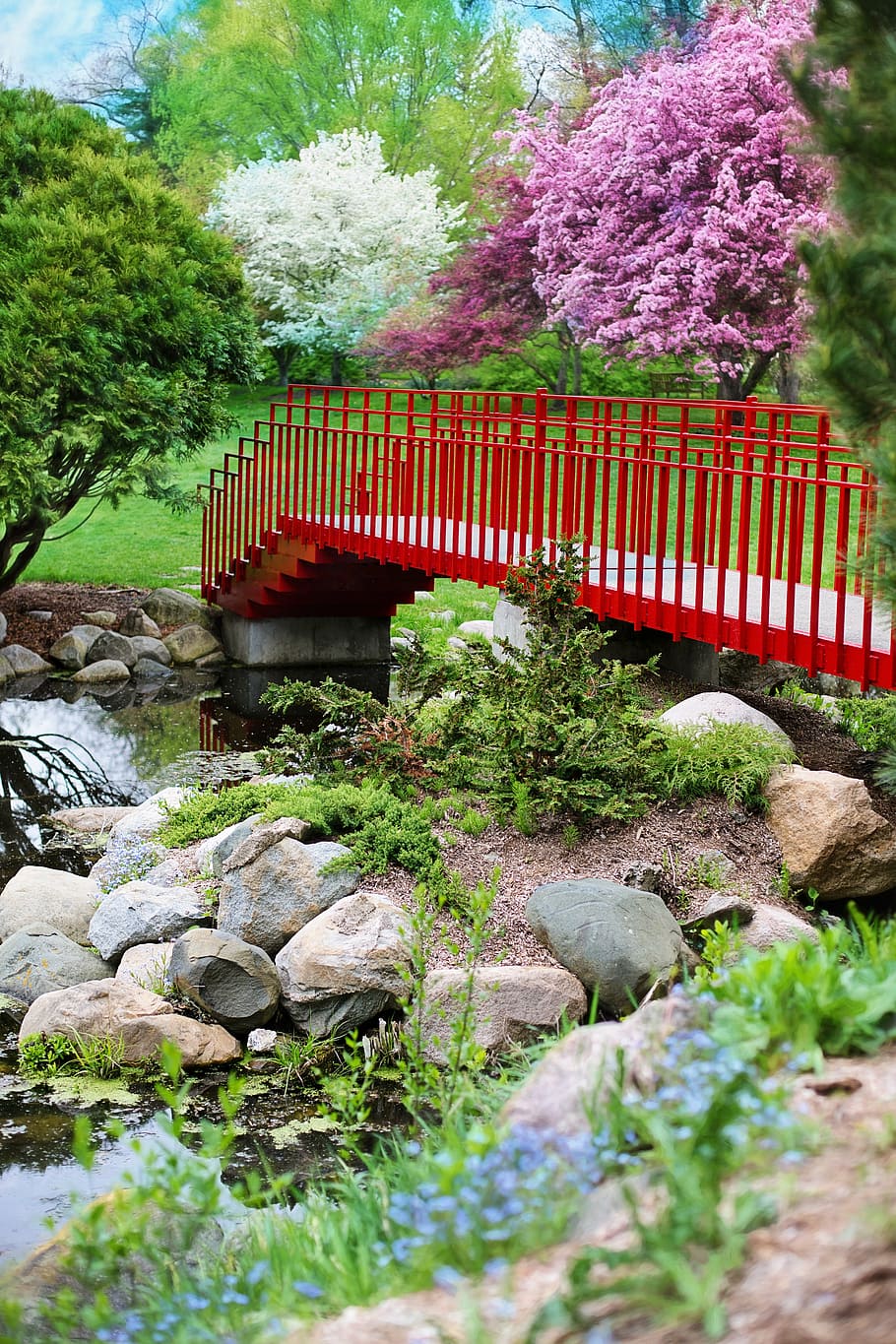 body of water near red bridge, spring, pink, flowering trees HD wallpaper