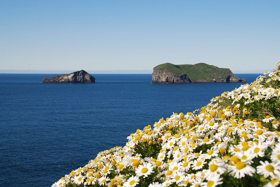 iceland, flowers, margaritas, sea, water, sky, flowering plant HD wallpaper