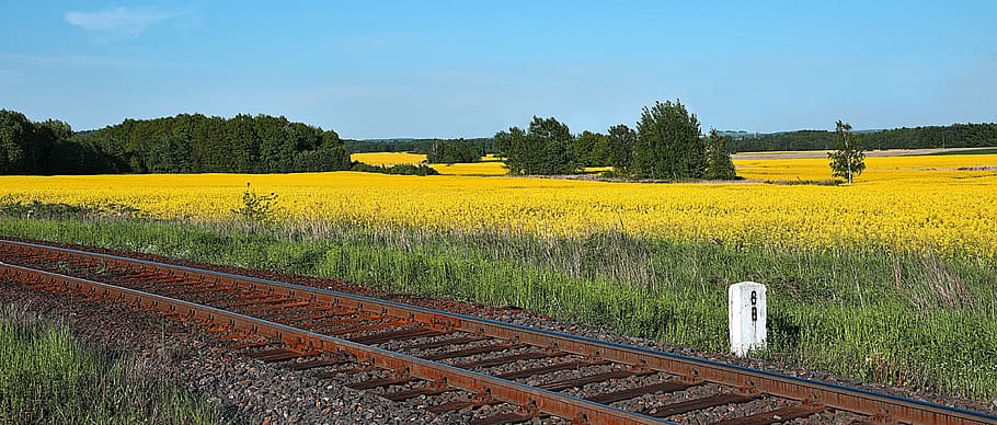 Tracks, Railway, Rapeseed, Energy, Fuel, alternative, biofuels, HD wallpaper