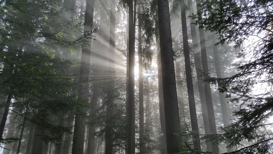 green tree at the forest during daytime, nature, fog, log, plant HD wallpaper