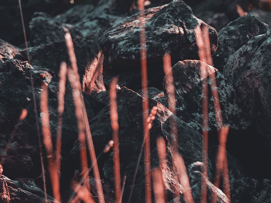 grasses near rocks, gray rocks close-up photo, weeds, brass, red HD wallpaper