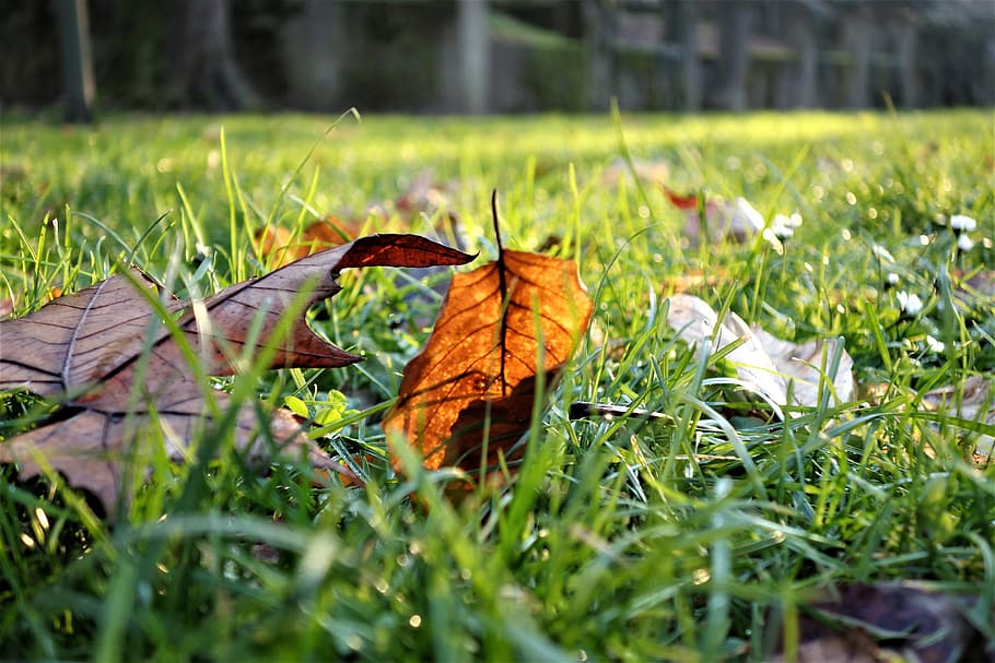 leaf, brown, december, nature, colorful, green, natural, park HD wallpaper