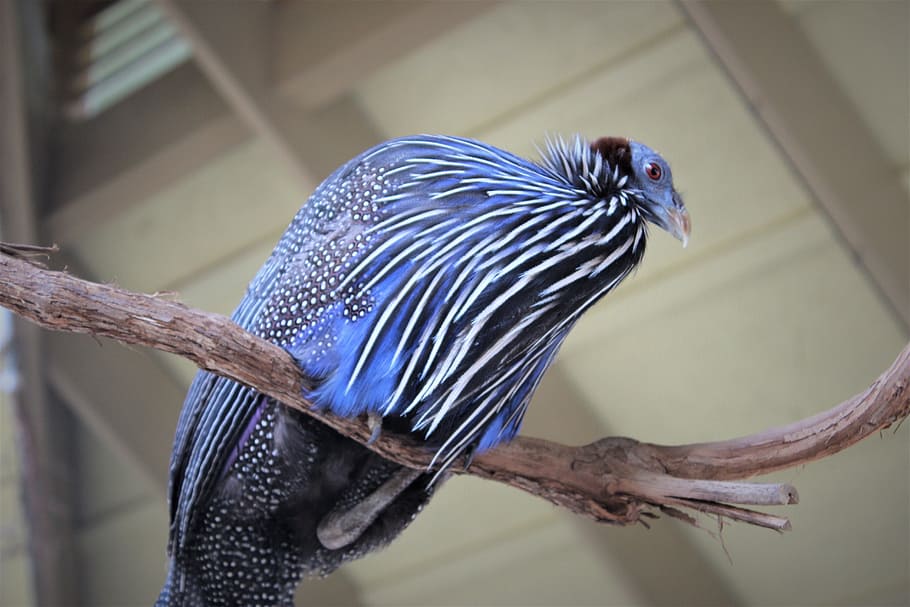 Birds, Jungle, Animals, one animal, animal themes, animal wildlife HD wallpaper