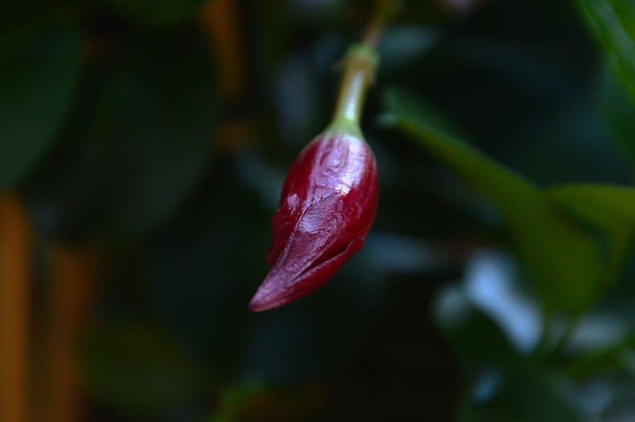 Pepper, Vegetables, Red, Food, Spice, red peppers, fresh, hot HD wallpaper