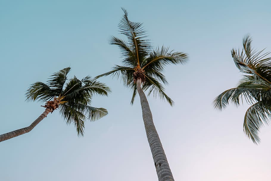 worm's eye-view photography of coconut palm trees, low angle photography of tree coconut trees at daytime HD wallpaper