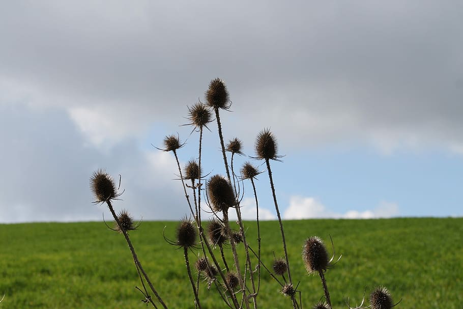 Thistle, Landscape, Nature, field, agriculture, crop, growth HD wallpaper
