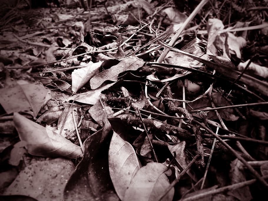 leaf, cinematic, ground, forest, old, nature, plant part, dry HD wallpaper
