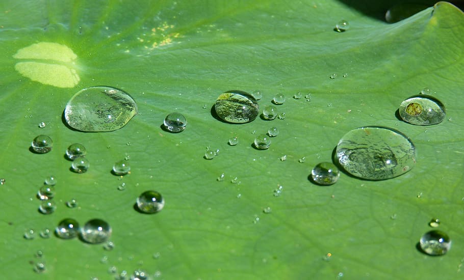 water dew on leaf, lotus effect, drip, structure, raindrop, transparent, HD wallpaper