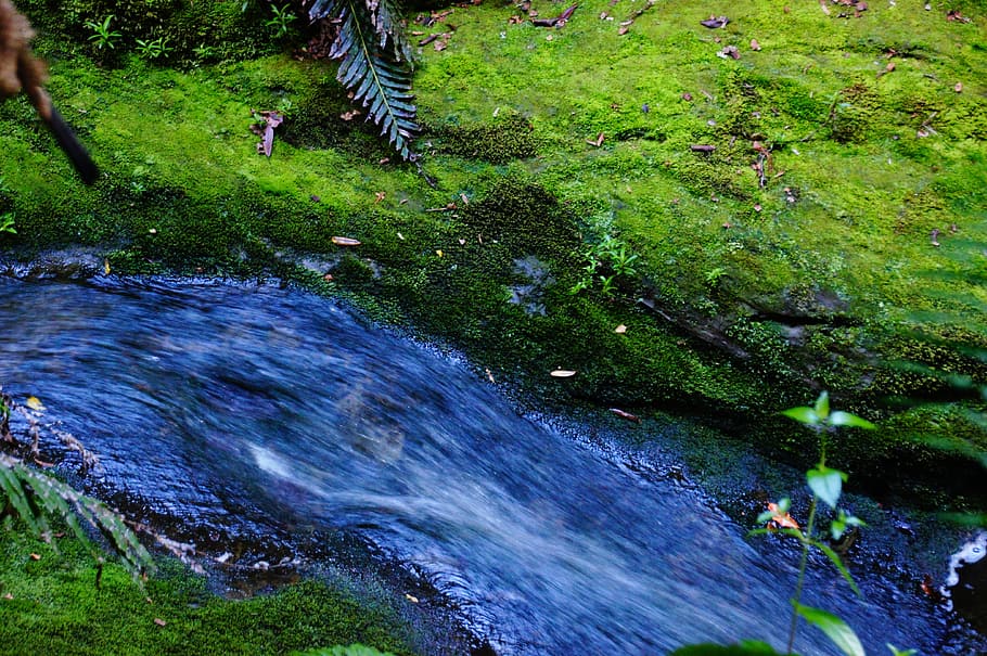 Water, Fluent, River, Nature, green, outdoors, day, animal themes HD wallpaper