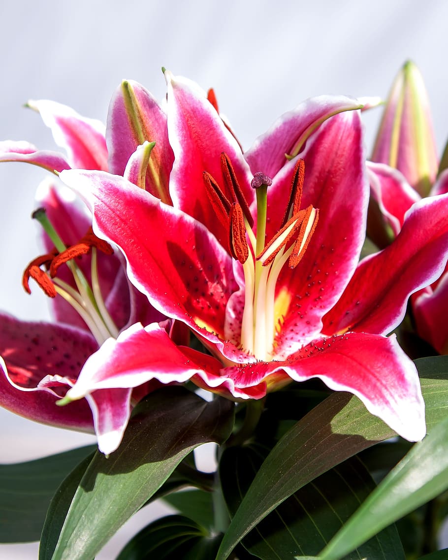 Lily, Purple, Iris, Iris, Flower, blossomed, plant, nature HD wallpaper