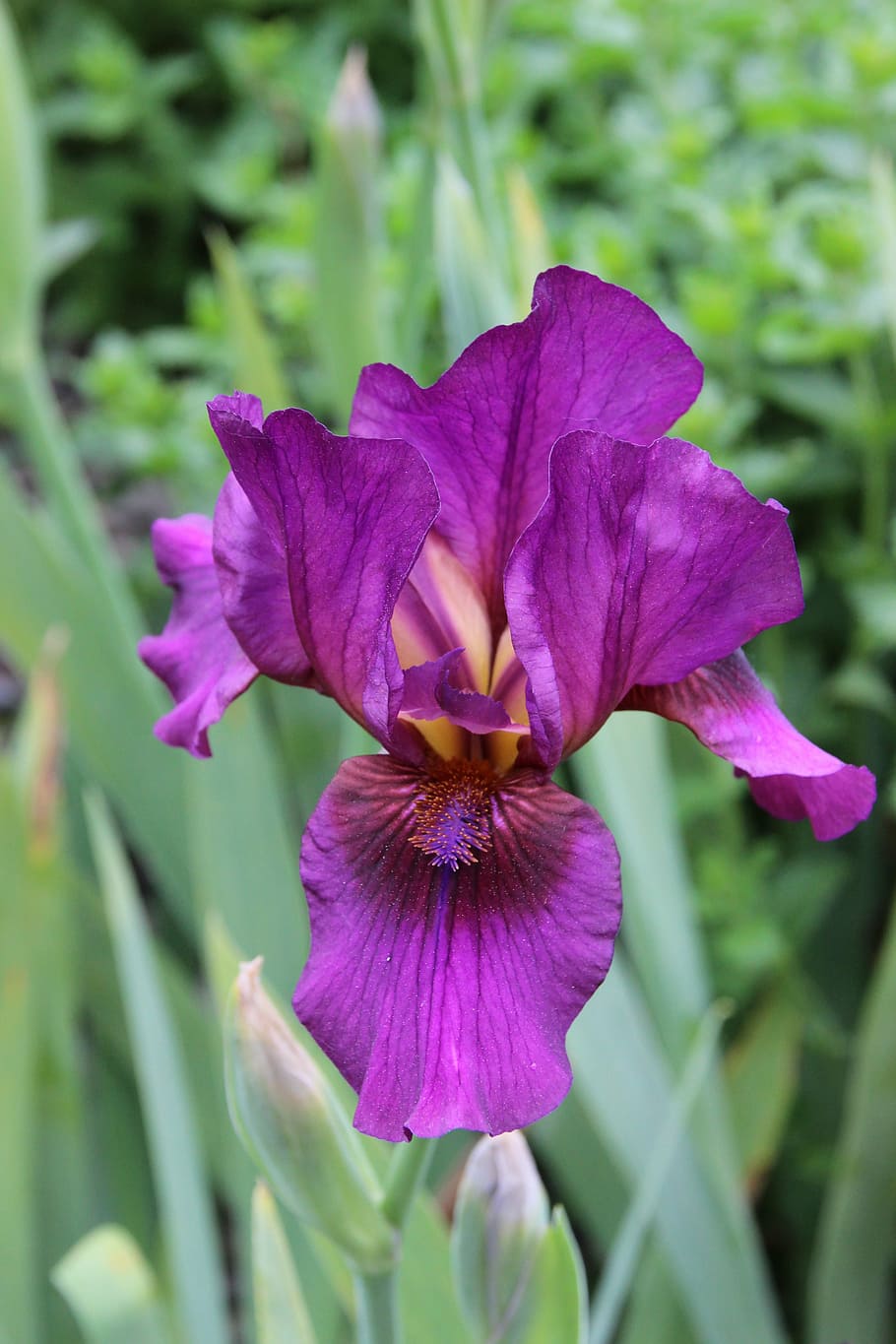 iris, purple, blossom, bloom, dark purple, bright, plant, flowering plant HD wallpaper