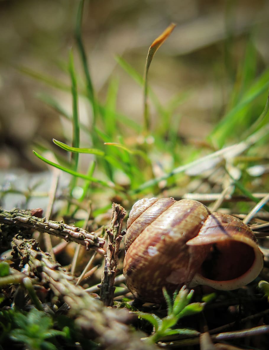 Snail, Meadow, Shell, Nature, Macro, close, snail shell, grasses HD wallpaper