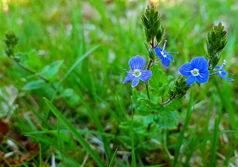 blue, flower, green, grass, spring, summer, nature, flowering plant HD wallpaper