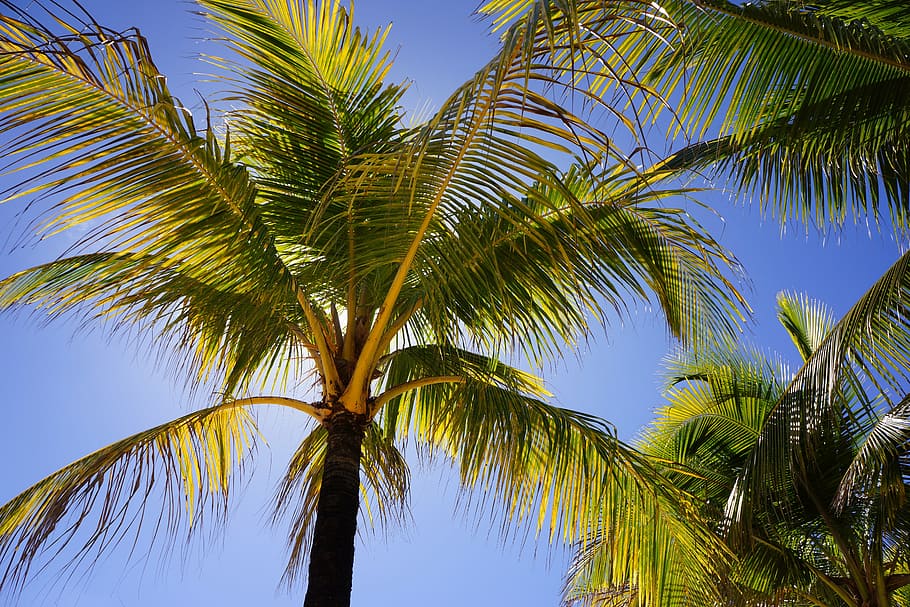 palms, blue sky, beach, island, summer, resort, romantic, tropic, HD wallpaper