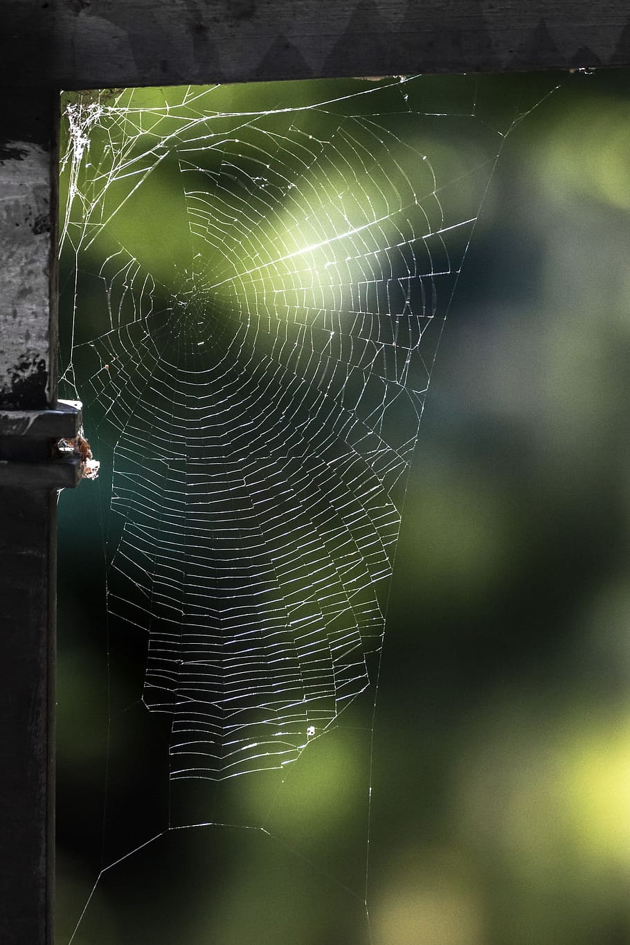 cobweb, nature, network, close, strained networks, case, spider web HD wallpaper