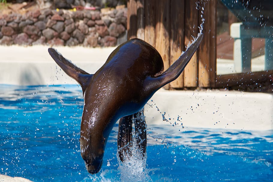 seal, jump, feat, swim, dressage, water, mammal, tame, command HD wallpaper