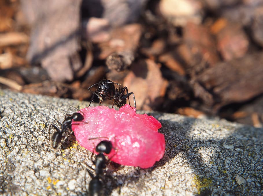 ant, ants, insect, nature, close, ant population, funny, eat, HD wallpaper