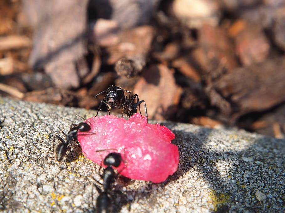ant, ants, insect, nature, close, ant population, funny, eat HD wallpaper