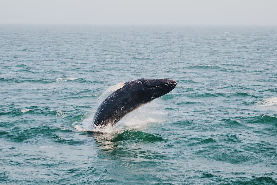 sea, ocean, water, waves, nature, horizon, dolphin, aquatic HD wallpaper