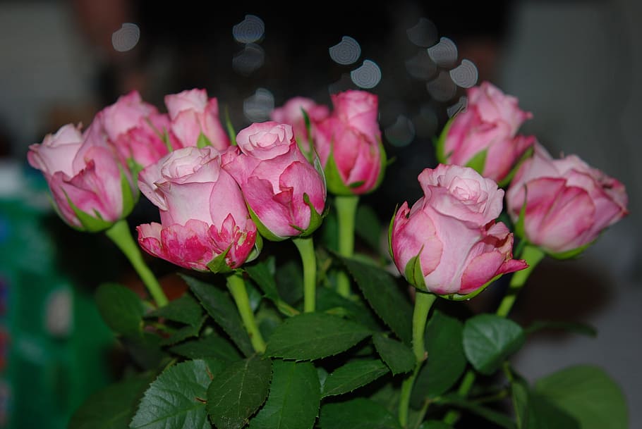 Flower, Pink, Rose, Drops, Nature, Plant, lilac, pink color HD wallpaper