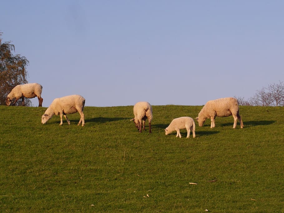 sheep, dike, elbe, meadow, spring, mammal, group of animals HD wallpaper