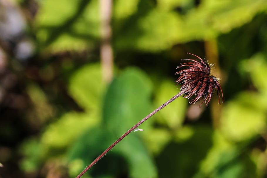 growth, nature, macro, green, plant, close-up, focus on foreground HD wallpaper