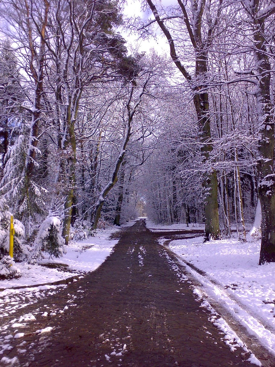 winter forest, away, winter magic, winter dream, snow, tree HD wallpaper