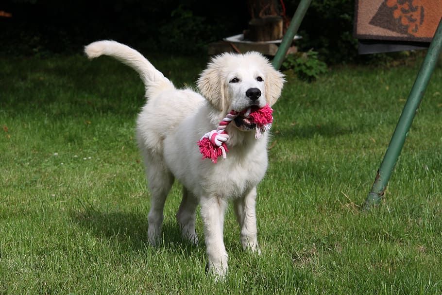 Dog, White, Berger, Play, pets, animal, cute, grass, canine HD wallpaper