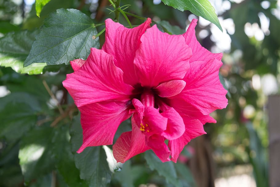 Flower, Red, Summer, pink color, day, outdoors, petal, growth HD wallpaper