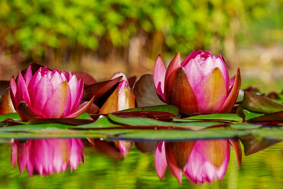 pink lotus flowers on water in selective photography, water lilies, HD wallpaper