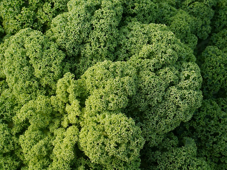 kale, kohl, vegetables, green, winter vegetables, food, healthy, HD wallpaper