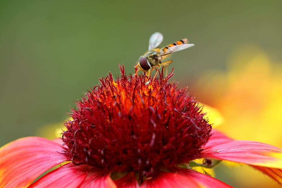 blossom, bloom, composites, insect, red flower, wild bee, flowering plant HD wallpaper