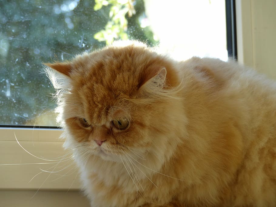cat, fluffity, cat face, cute, tiefenschärfe, mammal, pets HD wallpaper