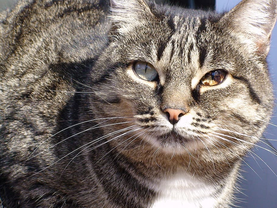 cat, cats, pet, pets, animals, cute, cat person, kitten, fur HD wallpaper