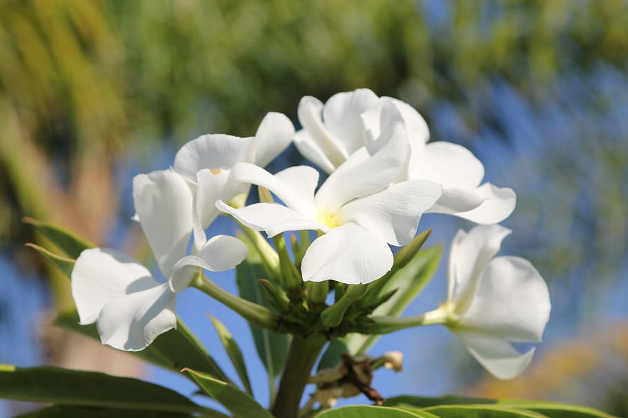 White, Flower, Bloom, Nature, Floral, plant, spring, petal HD wallpaper