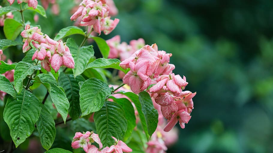 nature, flower, flora, leaf, garden, summer, floral, season HD wallpaper