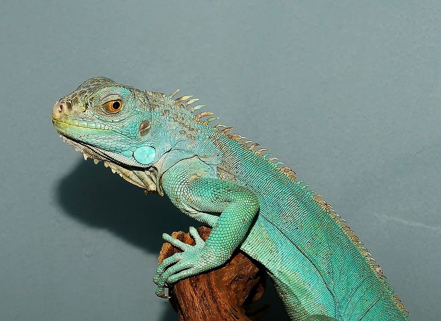 Lizard, Portrait, Close, Reptile, Animal, head, scale, dragon HD wallpaper