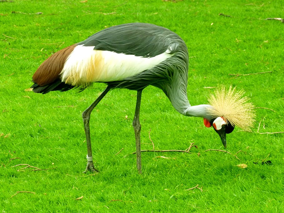 Grey Crowned Crane, Bird, spring crown, grey neck grey crowned crane HD wallpaper