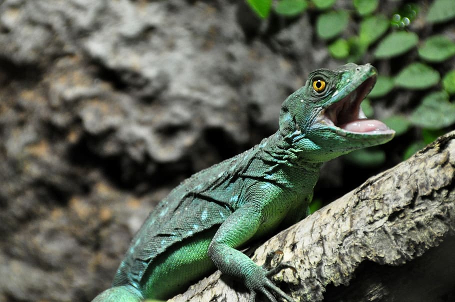 shallow focus photography of green lizard, Frontal Lobe, Basilisk, Lizard HD wallpaper