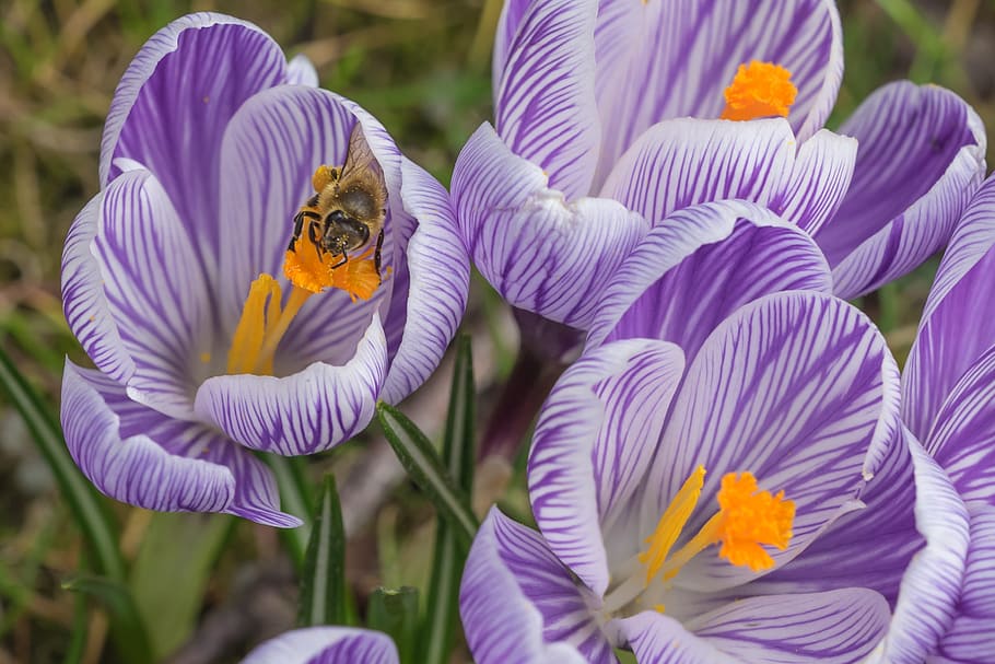 closeup photo of three purple flowers, crocus, blossom, bloom HD wallpaper