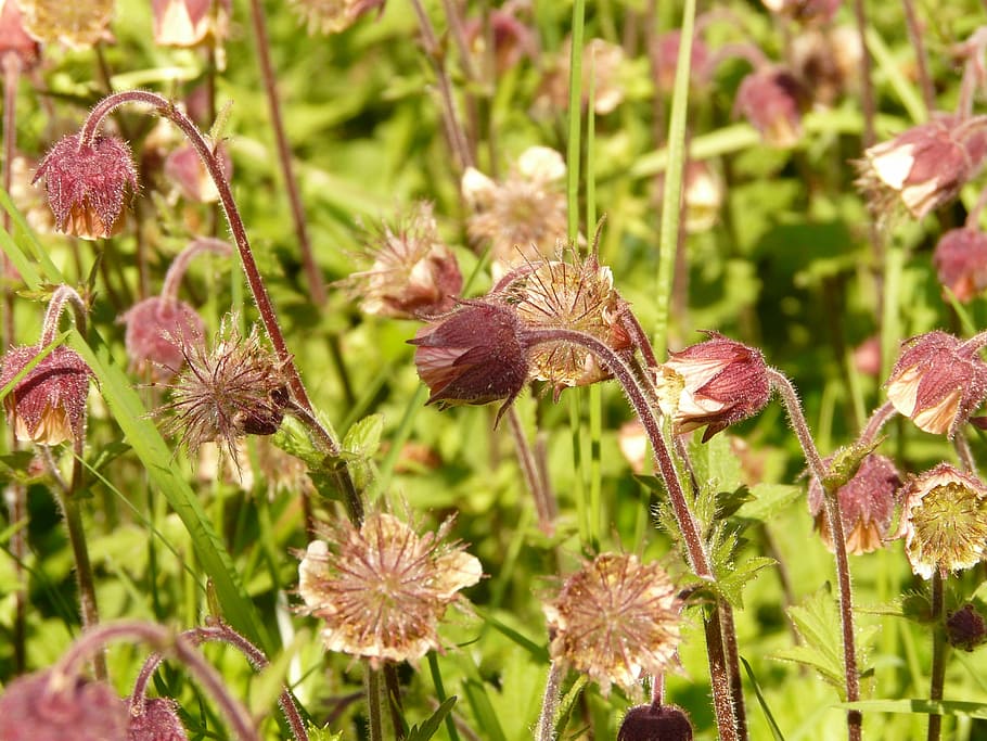 Avens, Flower, Blossom, Bloom, pointed flower, red, violet HD wallpaper