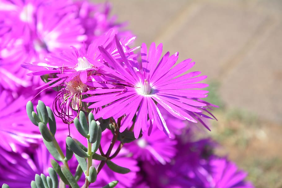 daisies, spring, sunshine, flowering plant, freshness, fragility HD wallpaper