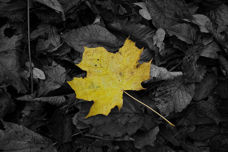maple, leaf, yellow, black, autumn, forest, nature, leaves HD wallpaper