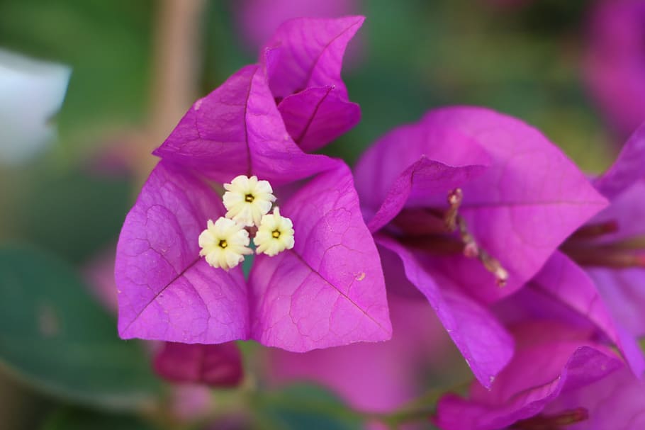 flower, pink, purple, flowering plant, fragility, vulnerability HD wallpaper