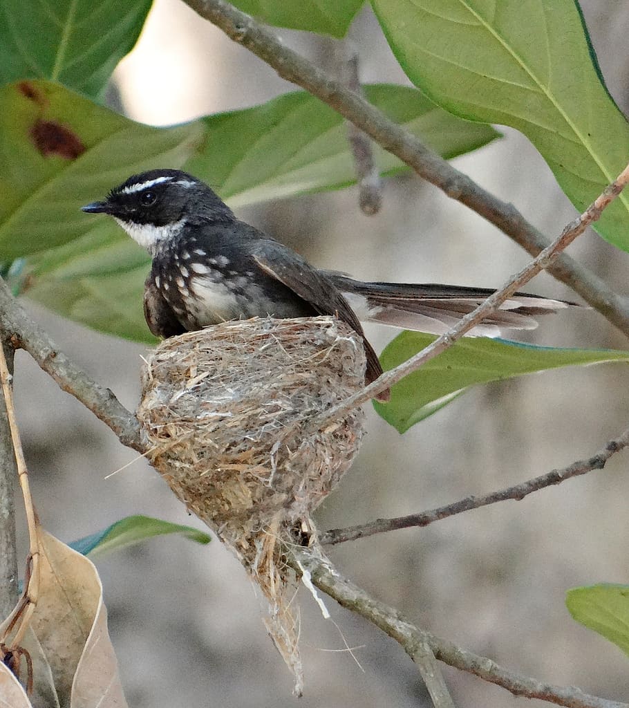 white-throated fantail flycatcher, rhipidura albicollis, insectivorous, HD wallpaper