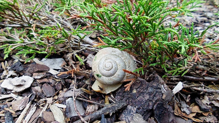 snail shell, worm, nature, plant, mollusk, animal wildlife HD wallpaper