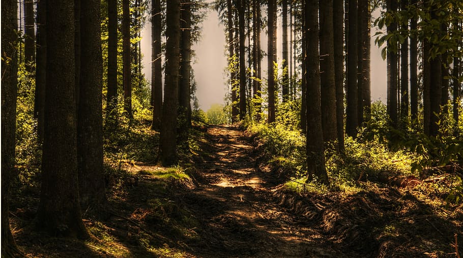 scenery of forest, trees, forest path, sunlight, wood, summer HD wallpaper