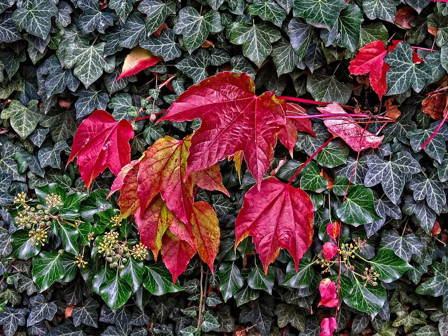 fall, autumn, october, ivy, hedera helix, climbing, plant, nature HD wallpaper